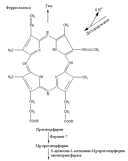 Протопорфирин. Реакция протопорфирин гем. Феррохелатаза класс ферментов. Феррохелатаза биохимия. Схема гема.
